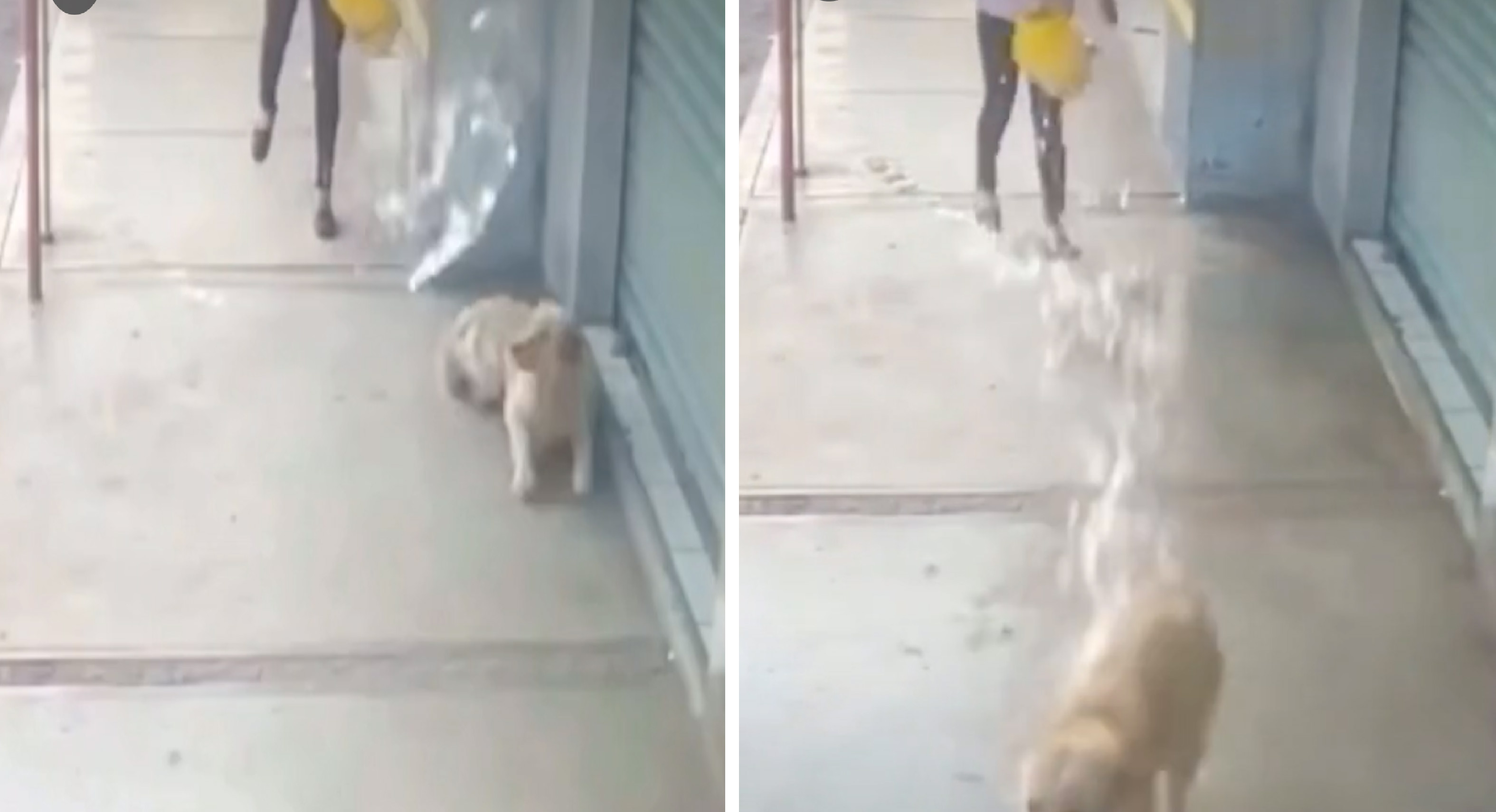 Buscan a responsable que moja perros en San Pablo Autopan