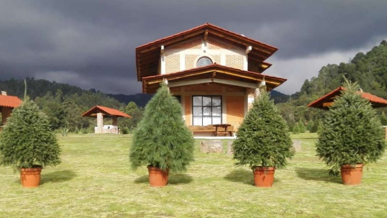 Iniciativa-crea-la-opcion-de-rentar-tu-arbol-de-navidad