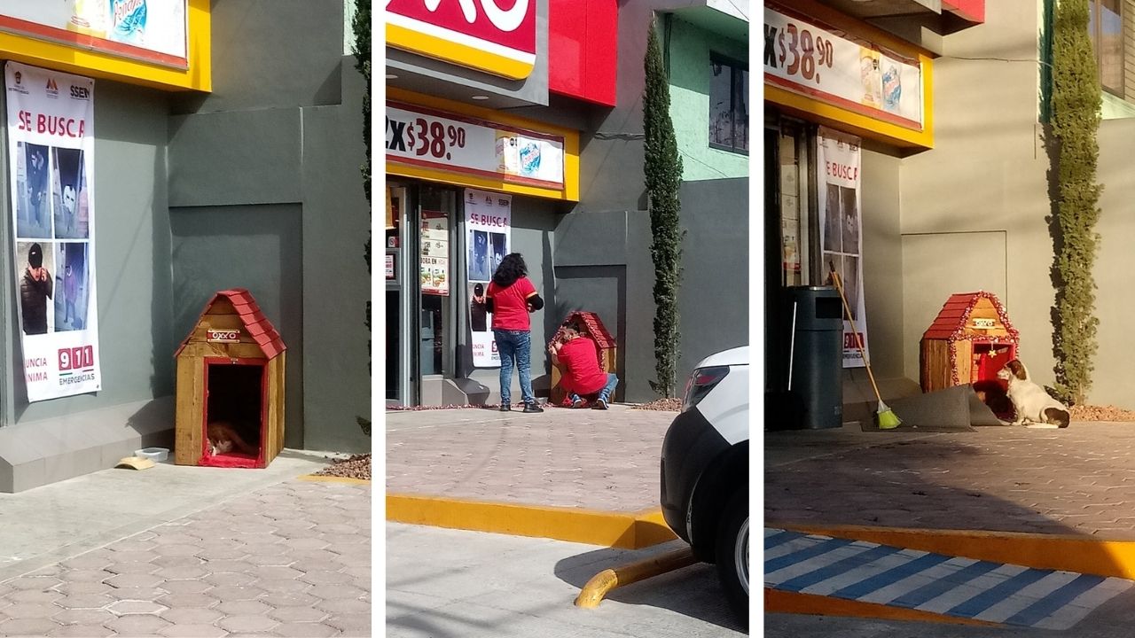 Tienda-Oxxo-le-construye-casita-a-perrito-de-la-calle