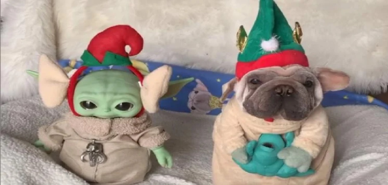 perrito-parecido-a-baby-yoda-es-rescatado