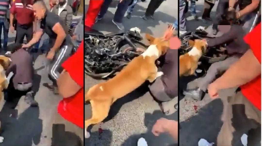 perro-se-une-a-golpiza-a-ladron-en-el-edomex