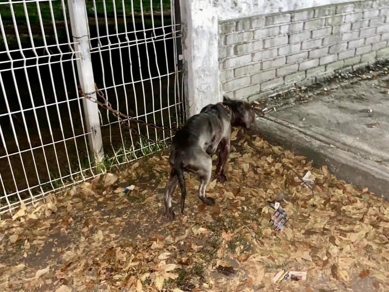 rescatan-a-perrito-en-parque-toluca