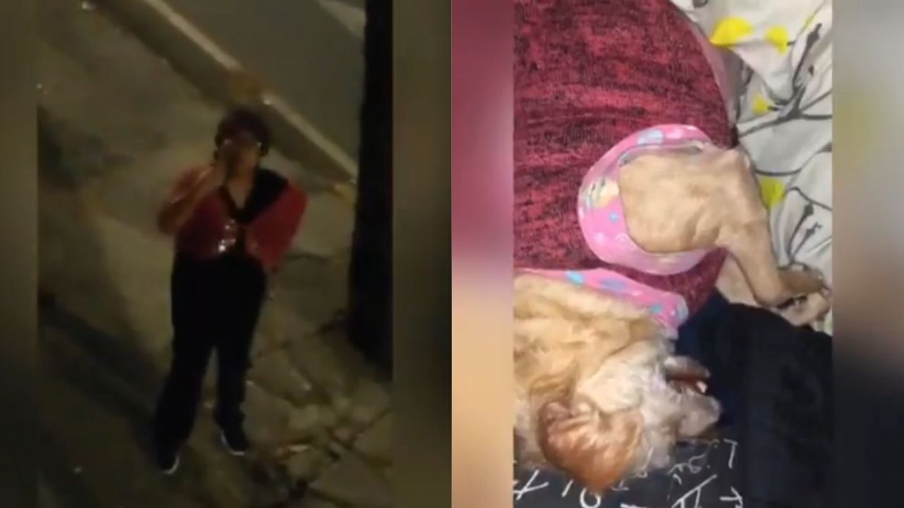 vecinos-provocan-crisis-nerviosa-a-perrita-por-pirotecnia