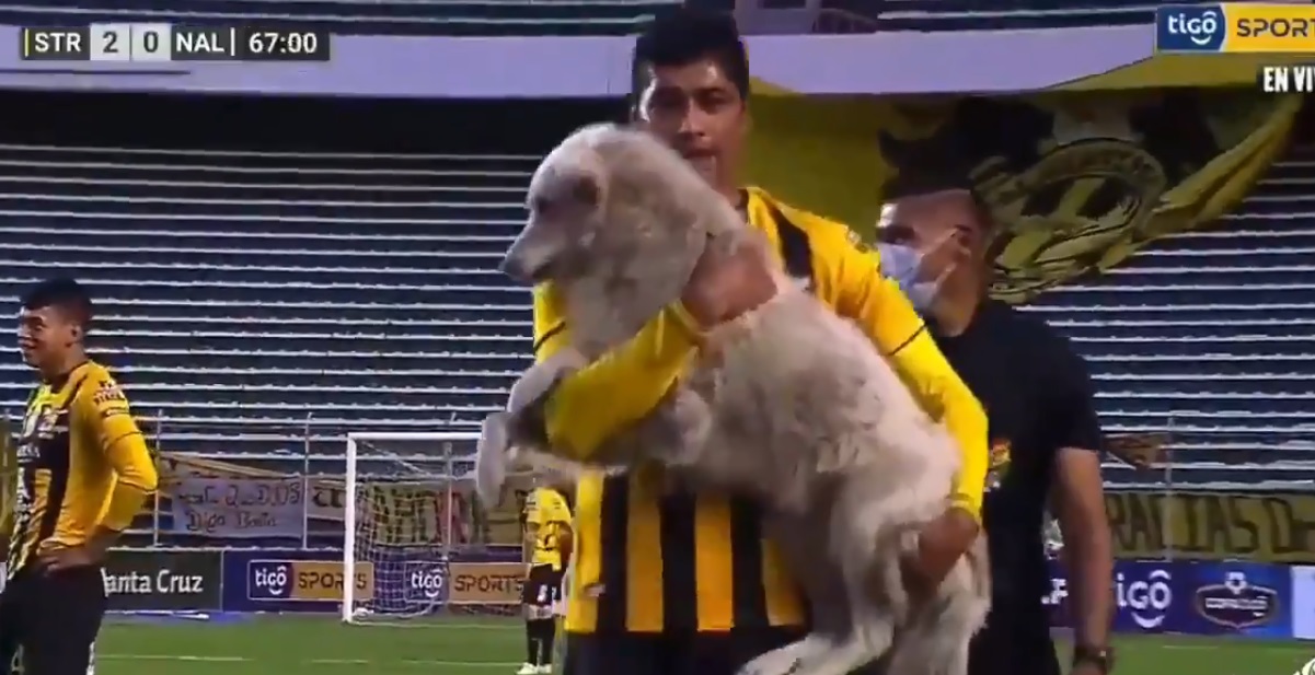 Video II Perrito en pleno partido de fútbol roba los tachos de un futbolista