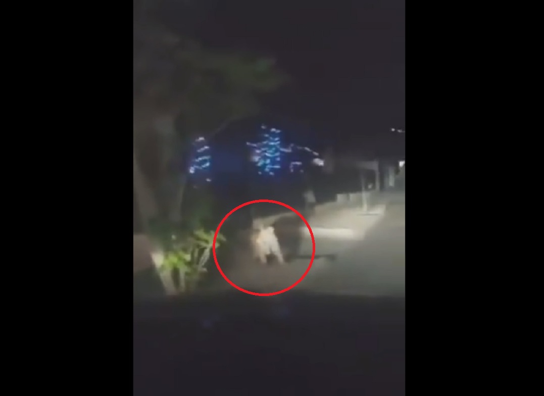 (Video) Tigre de bengala pasea por calles de Ciudad Juárez
