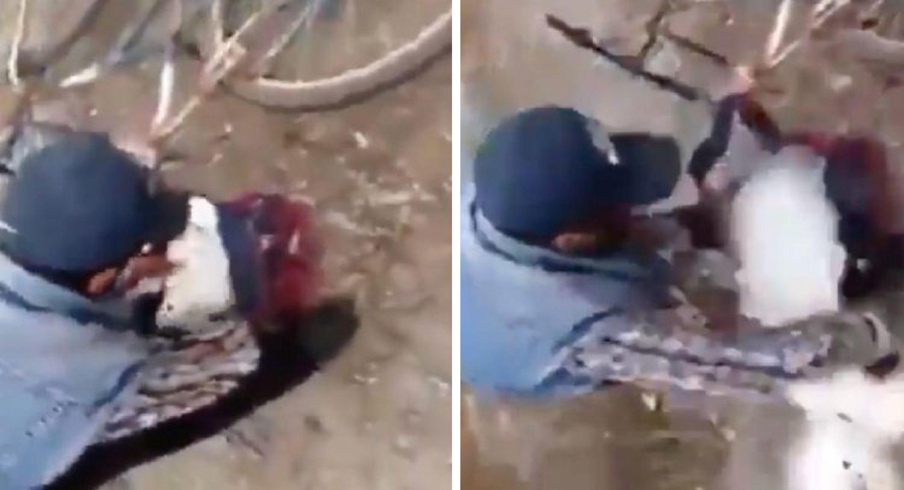 Sujeto pretendía robarse los patos de un parque del EDOMEX