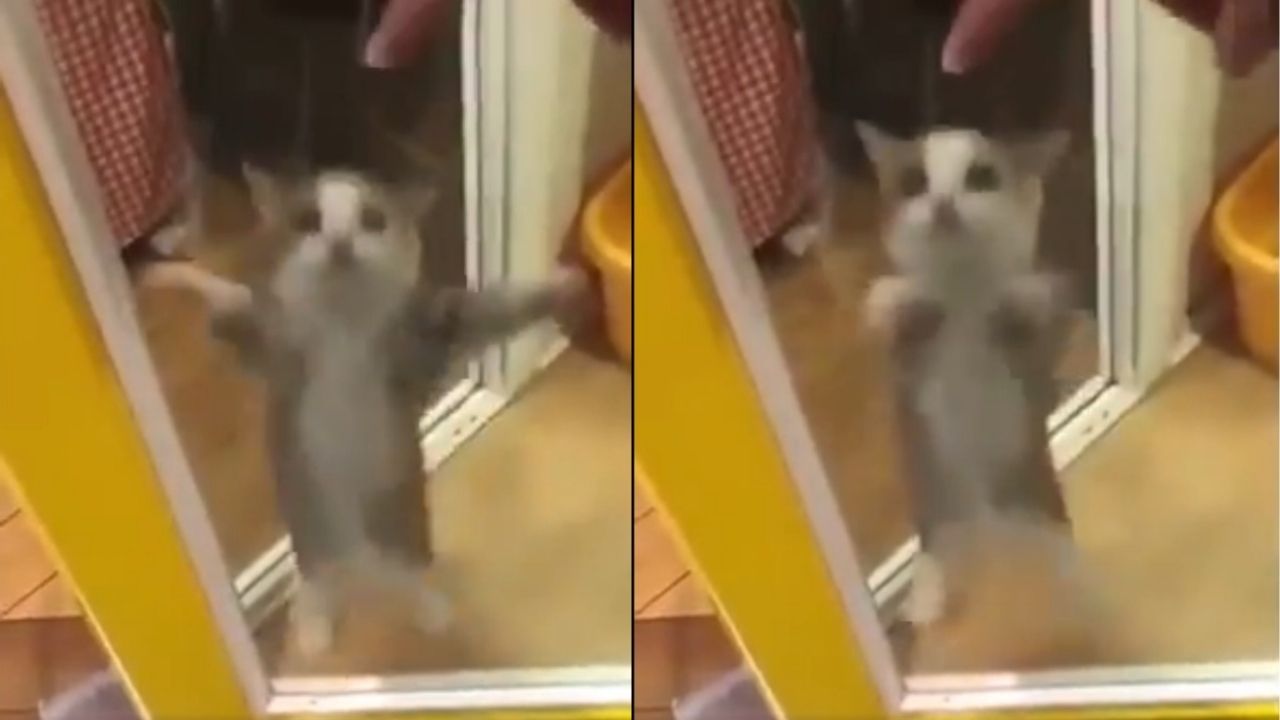 conoce-al-gato-que-es-tendencia-por-bailar-el-asereje