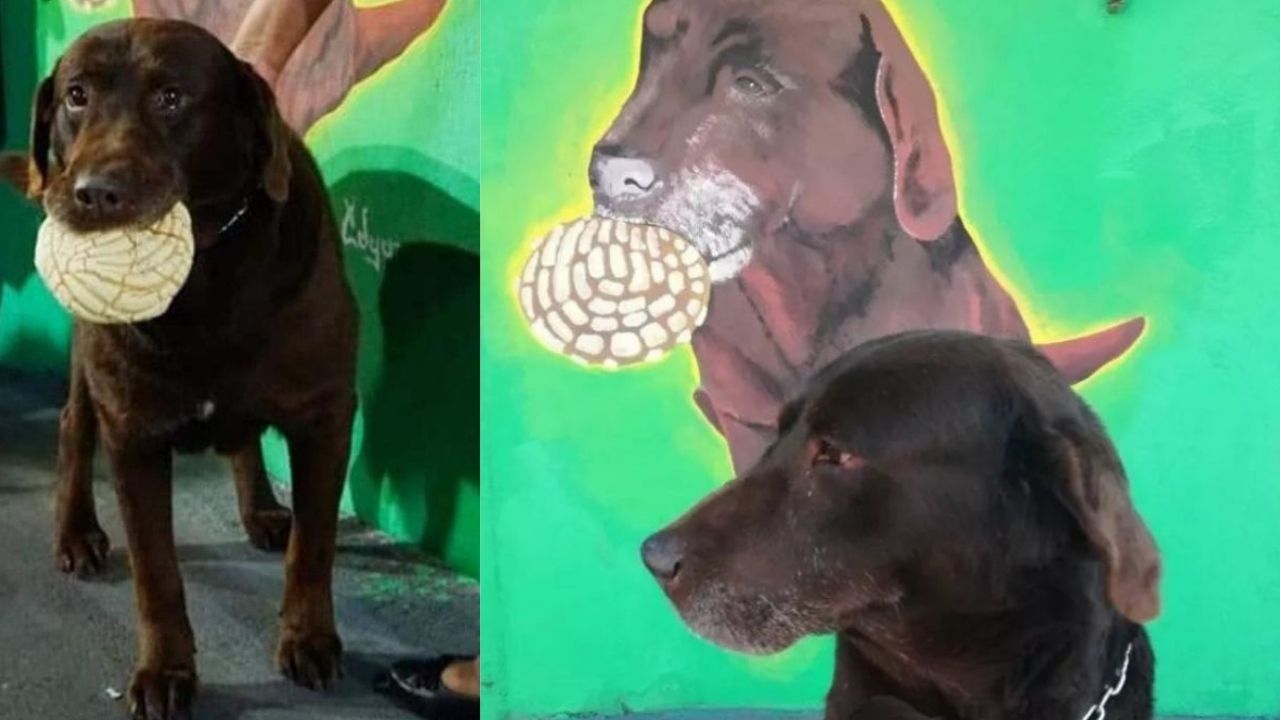 conoce-la-historia-del-perro-que-come-conchas