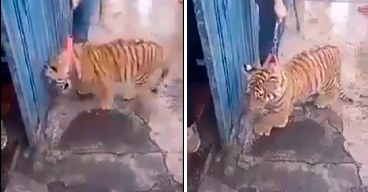 hombre-pasea-a-tigre-como-si-fuera-un-perro-en-puebla-2-160494