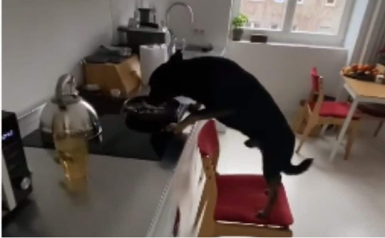 perrito-mueve-silla-para-alcanzar-comida