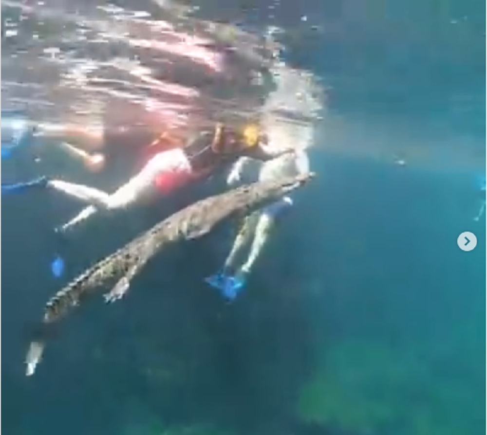 Video II Cocodrilo nada con turistas en cenote de Tulum