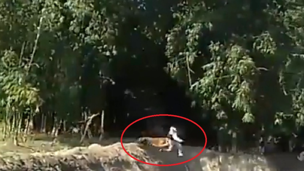 Video II Hombre en India es atacado por un tigre de bengala