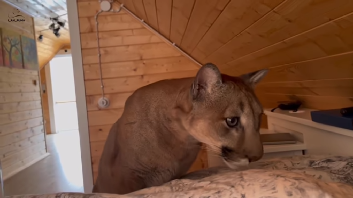 Puma se acerca a hombre dormido y la reacción se viraliza