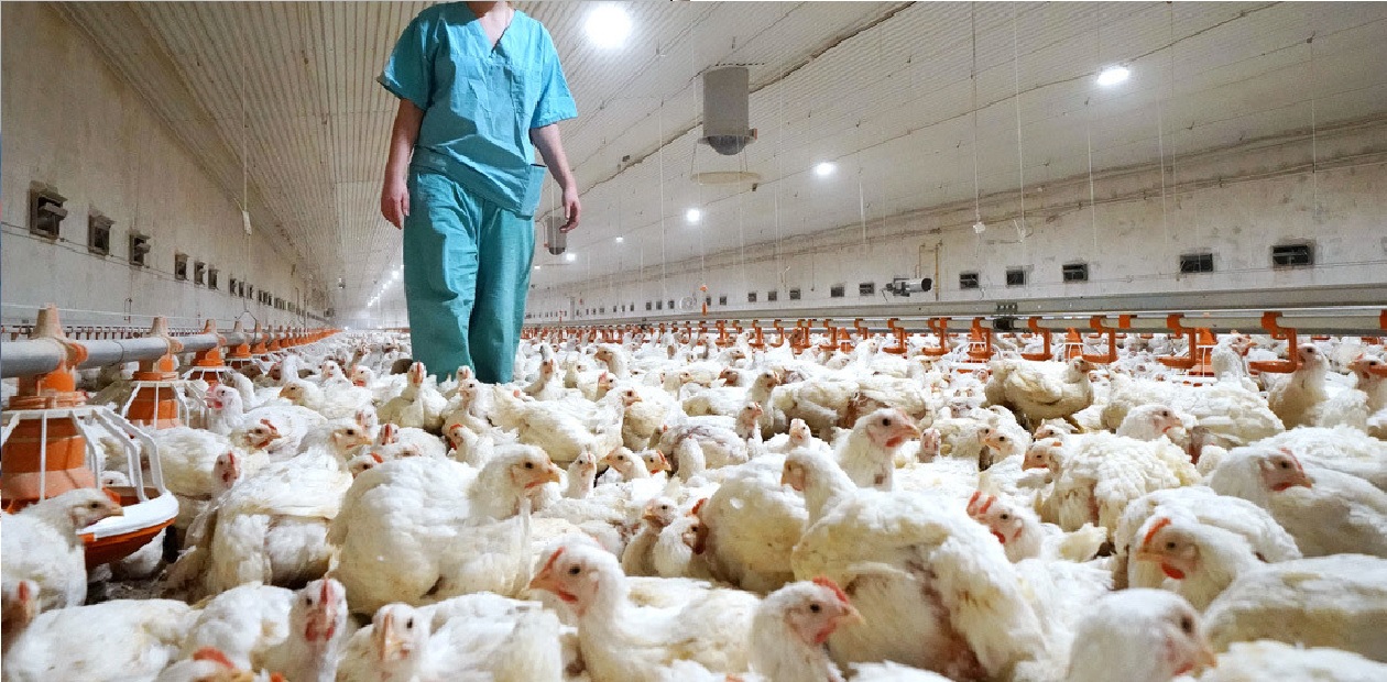 gripe-aviar-detectada-en-rusia-contagio-humano