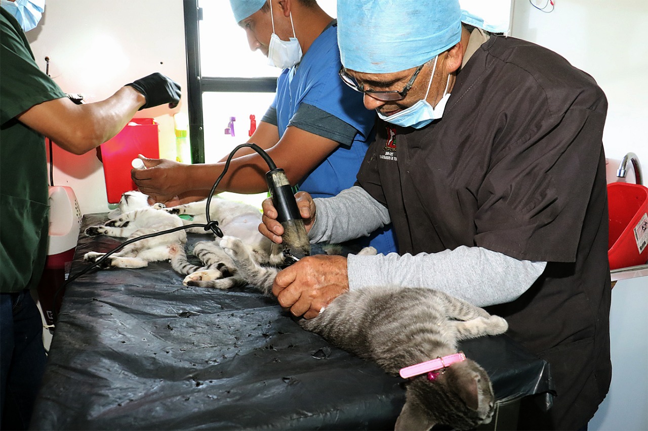 toluca-programa-de-esterilizacion-y-vacunacion-de-perros-y-gatos