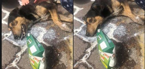 toluca-siguen-casos-de-envenenamiento-a-perritos-sauces-160494