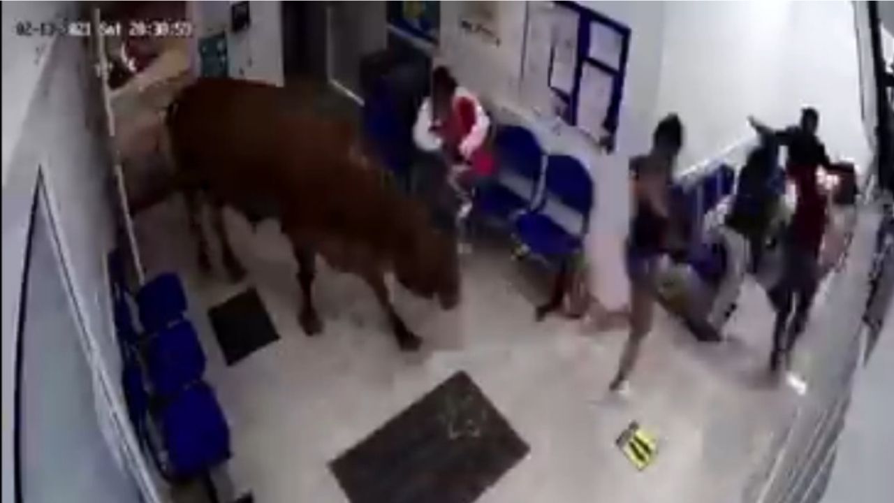 vaca-se-mete-a-sala-de-urgencias-hospital-y-ataca-a-pacientes