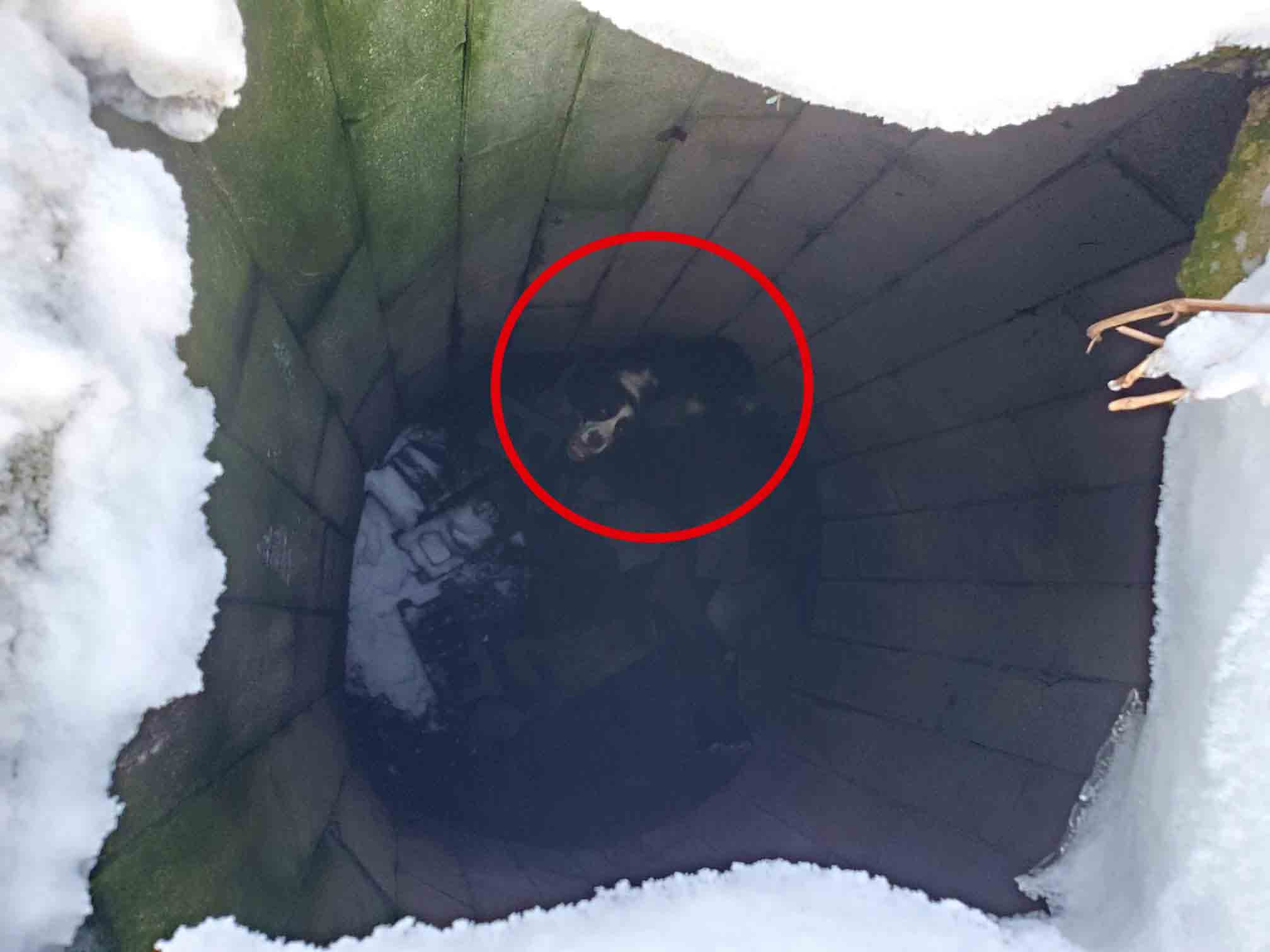 Después de más de 40 días desaparecido, perrito es descubierto y rescatado.