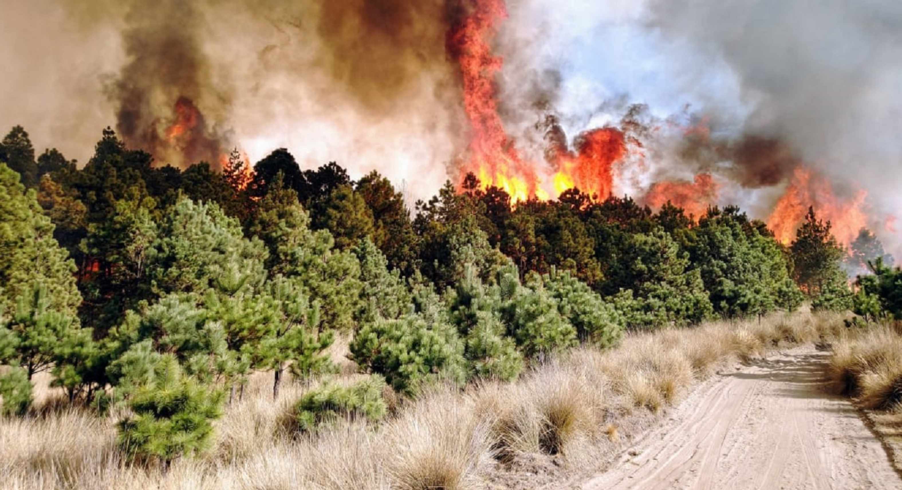 incendio forestal edomex probosque