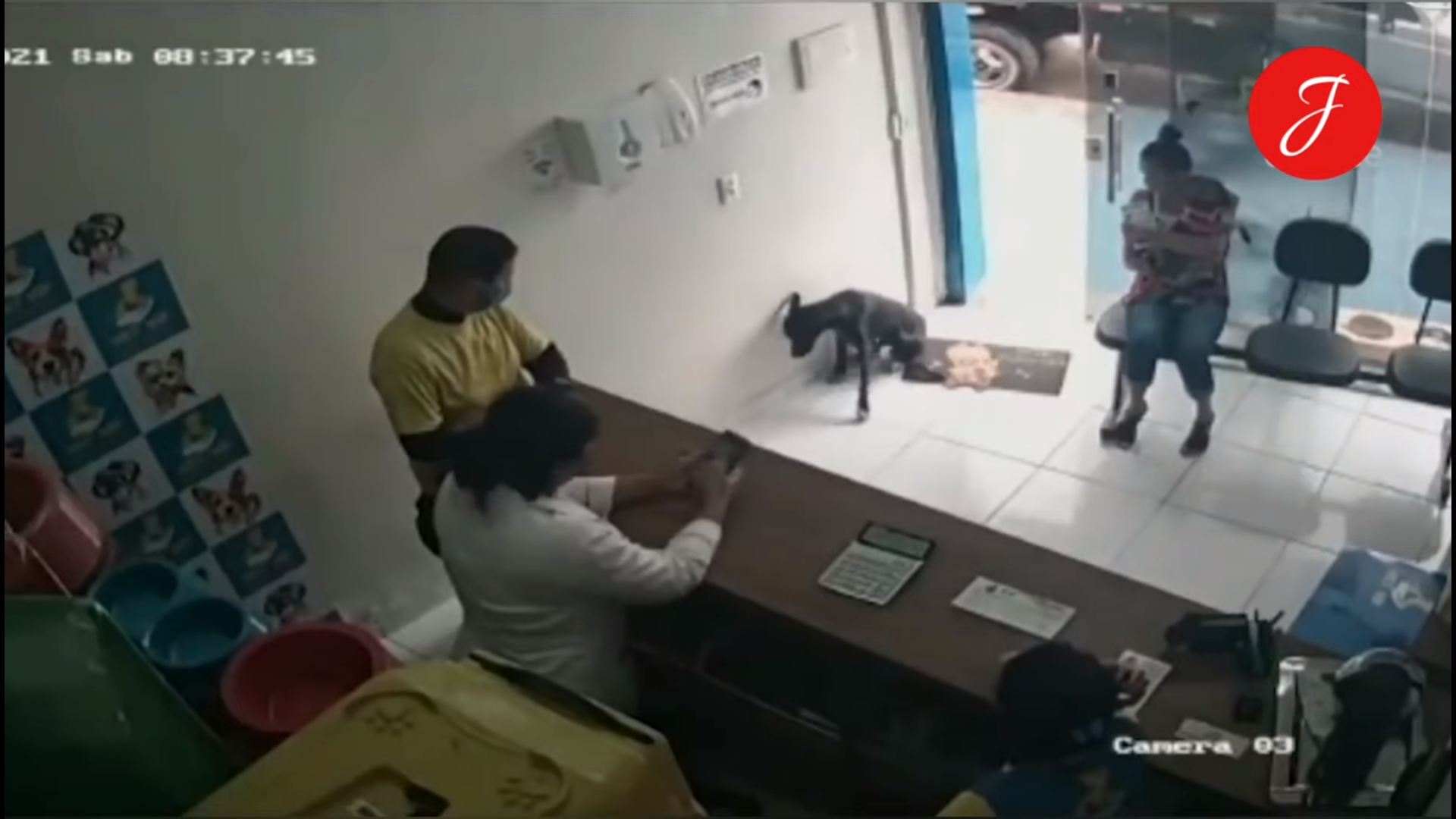 Perro entra a veterinaria para pedir ayuda y enternece las redes sociales