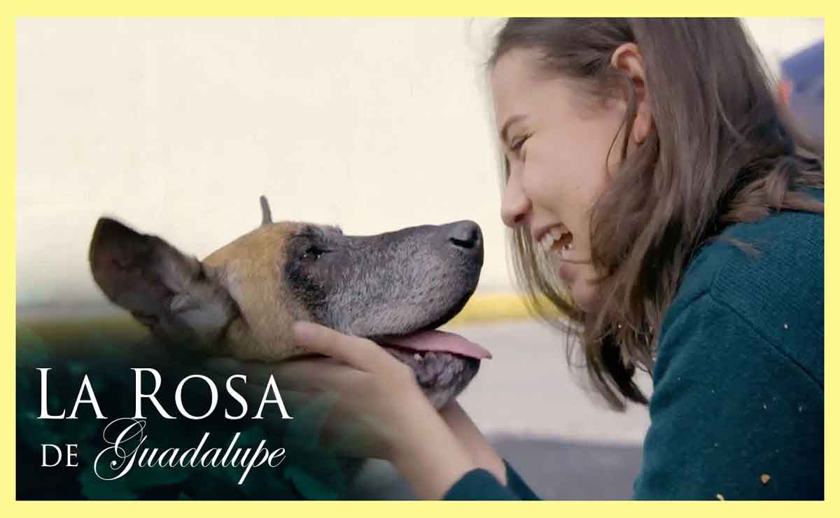 Rosa de Guadalupe capitulo ángel de cuatro patas