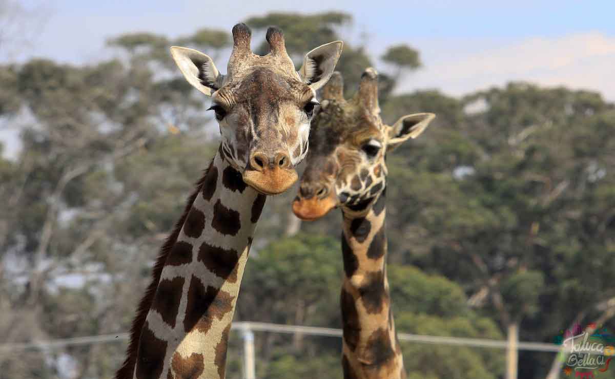 Pareja de Jirafas del Zoológico de Zacango.