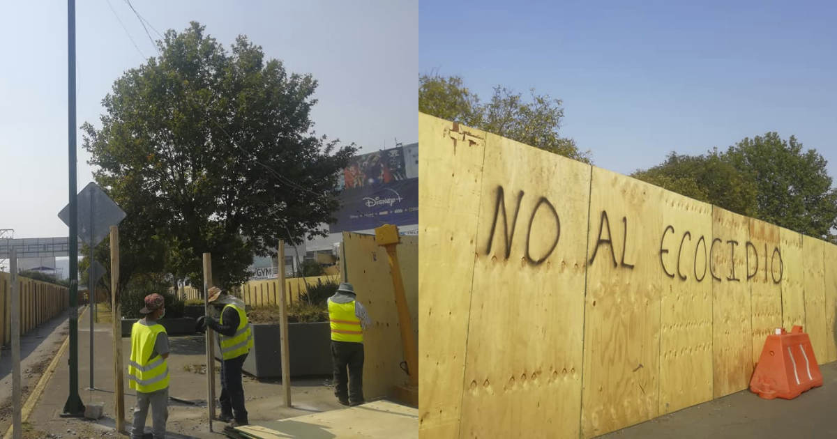 Quieren evitar la tala de árboles ubicados en el camellon de av pino suarez en toluca