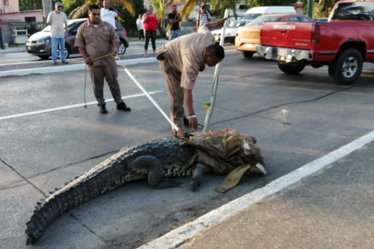 Protección-civil-atrapa-a-cocodrilo