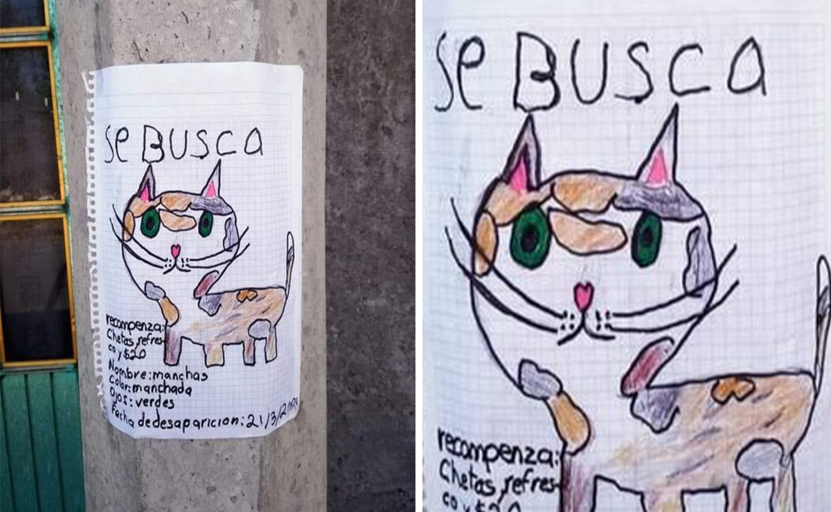 niño ofrece recompensa por su gato