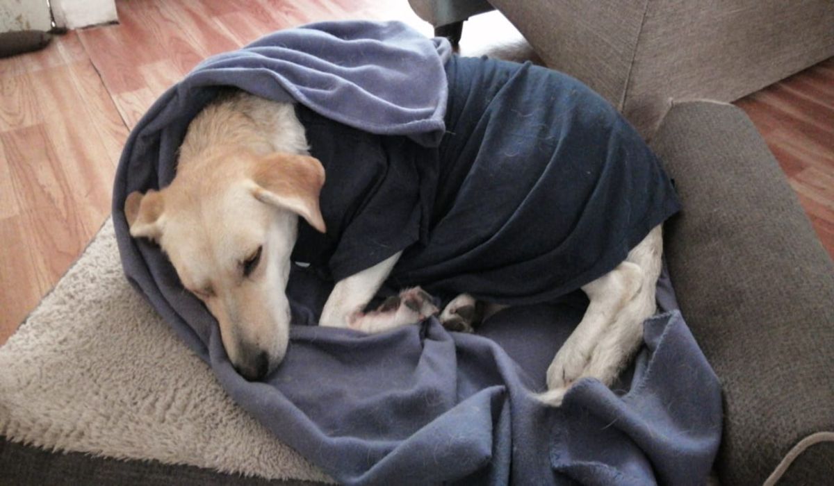 9 perros fueron atendios despues de haber sido envenenados