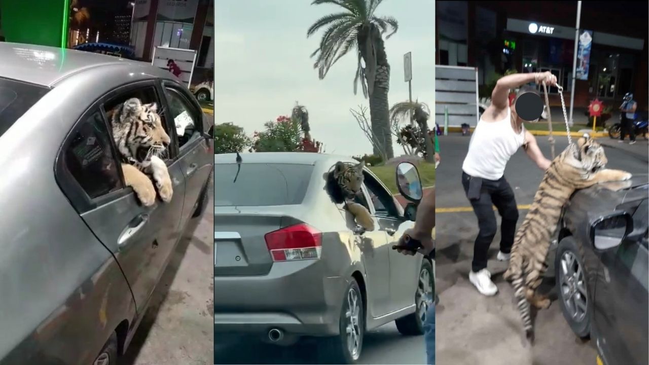 Un tigre de bengala fue captado a bordo de un coche paseando en calles de Mazatlán