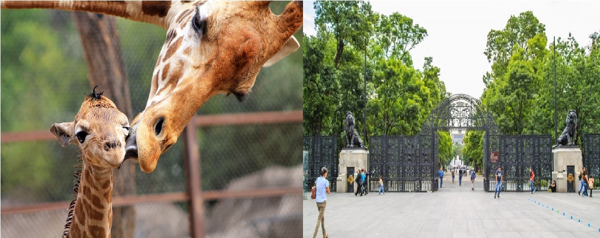 conoce los costos y horarios de los zoológicos de CDMX