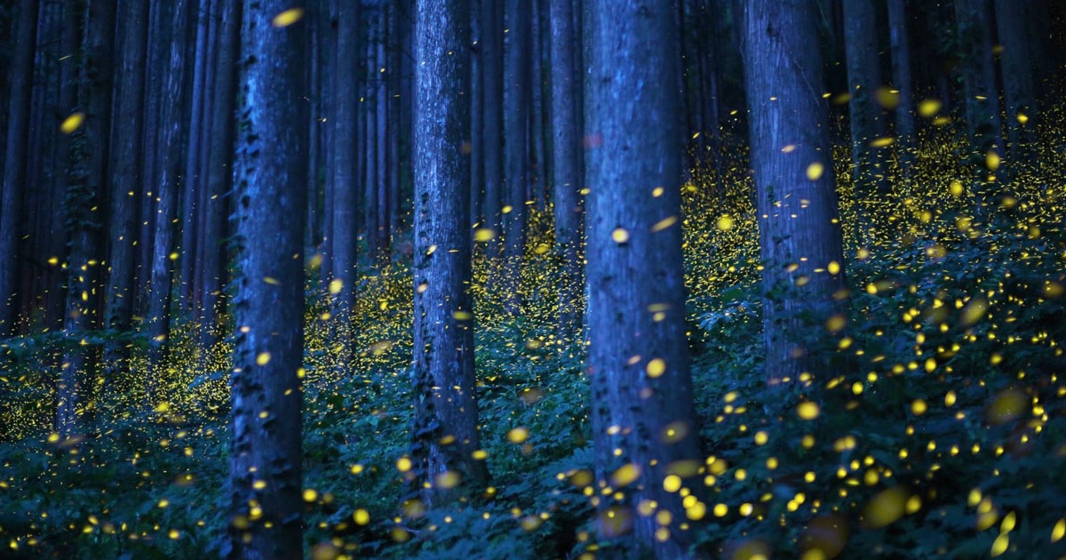 lugares para visitar edomexelbosque de las luciernagas