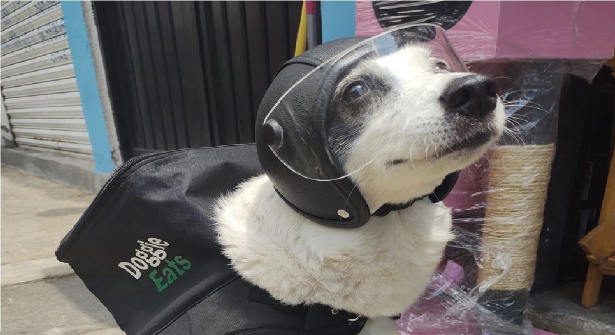 perrita repartidora se hace viral