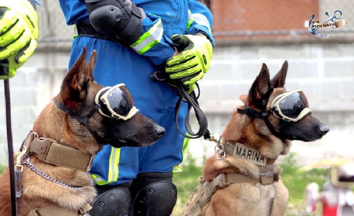conoce a los nuevos perros rescatistas de méxico