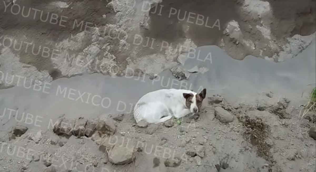 un perro más atrapado en socavón de puebla