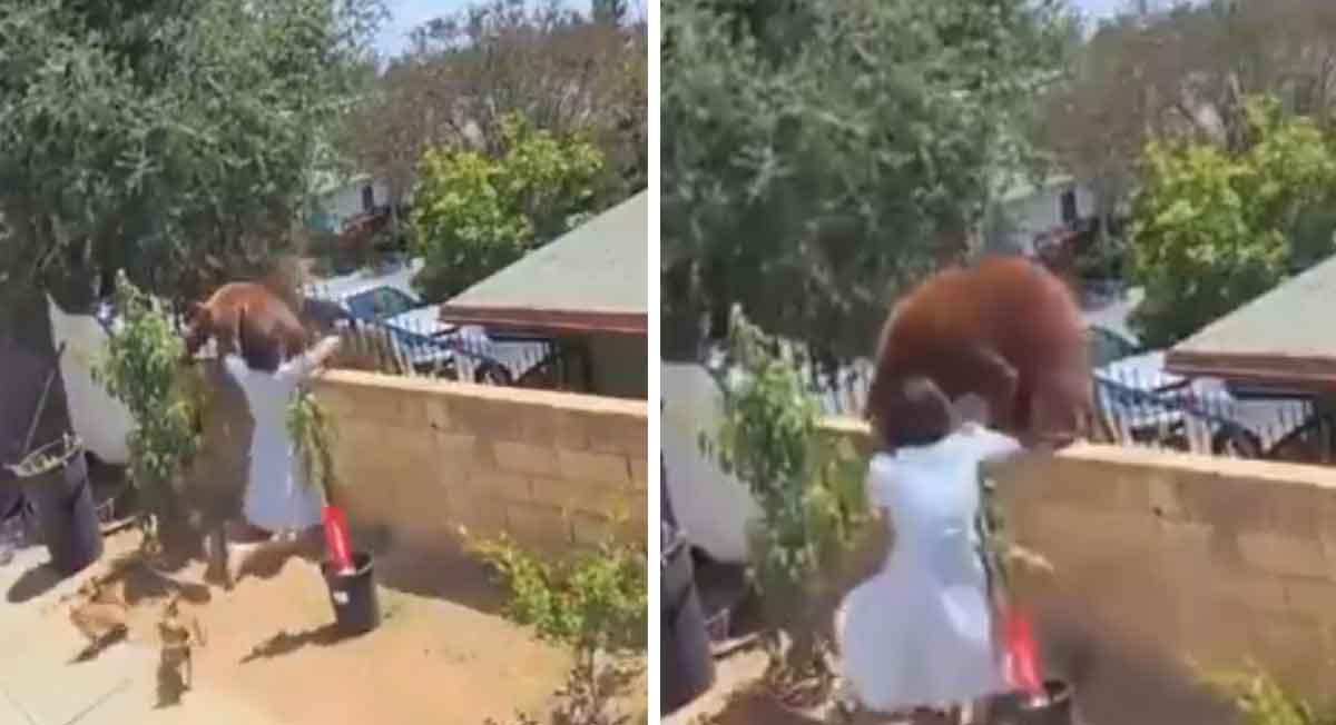 joven rescta a sus mascotas de oso