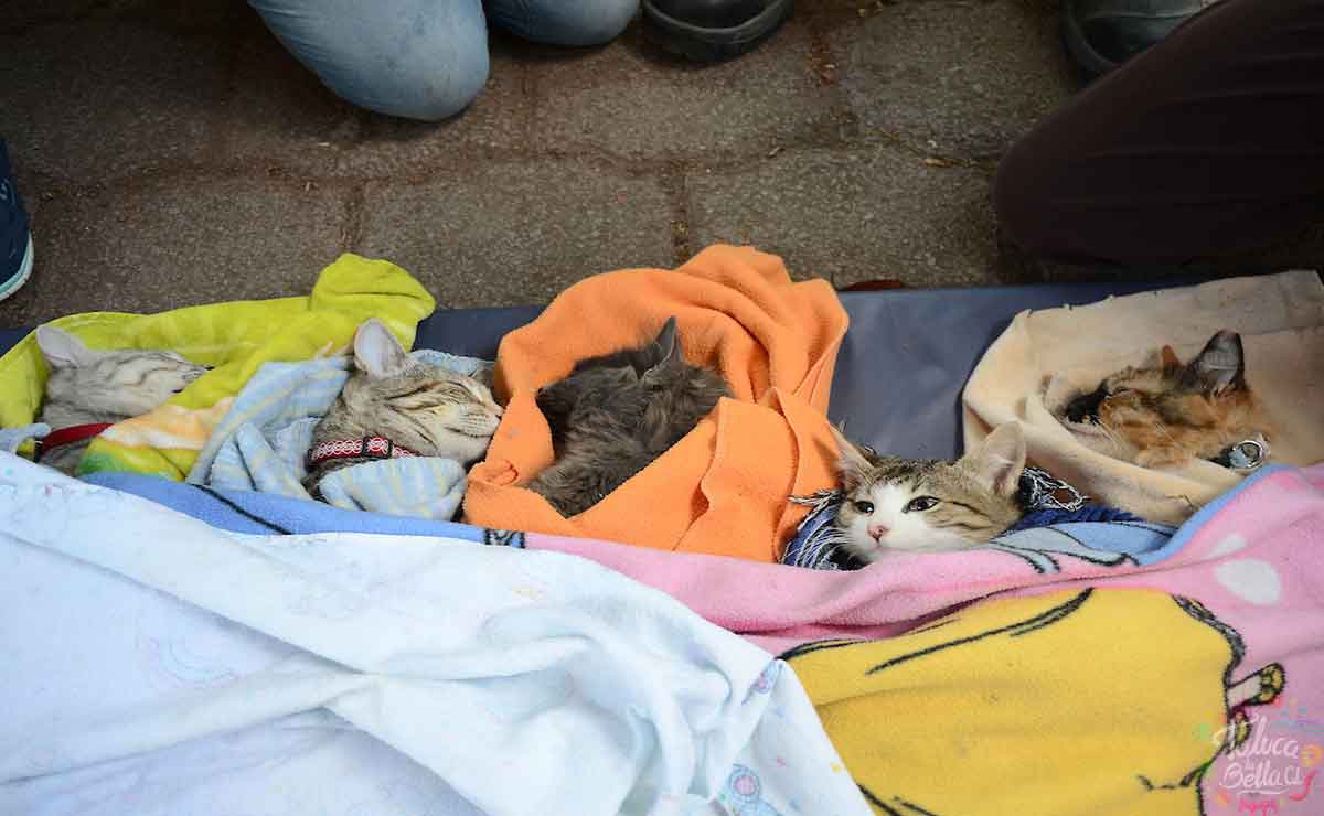 Gatitos recién esterilizados campaña Toluca.