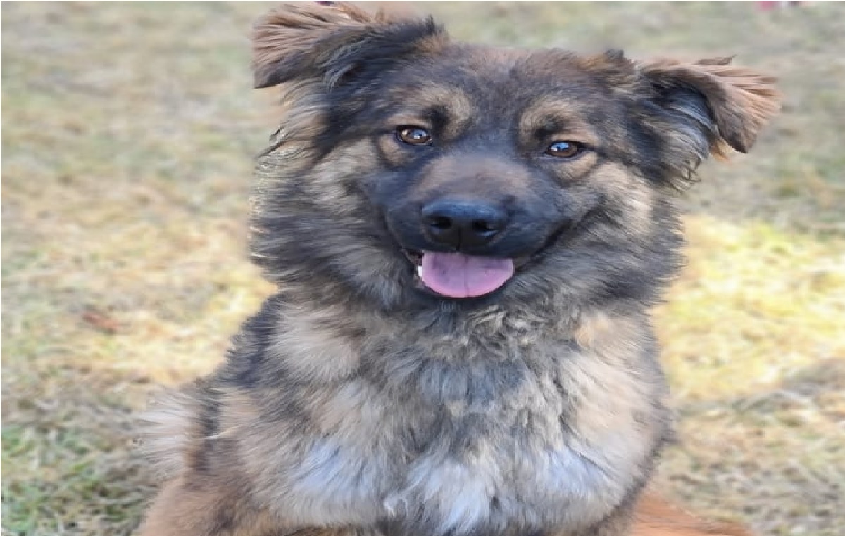 las esterilizaciones móviles en Toluca continuarán realizandose de manera gratuita