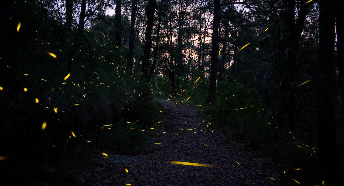 descubren científicos nuevo tipo de luciérnaga
