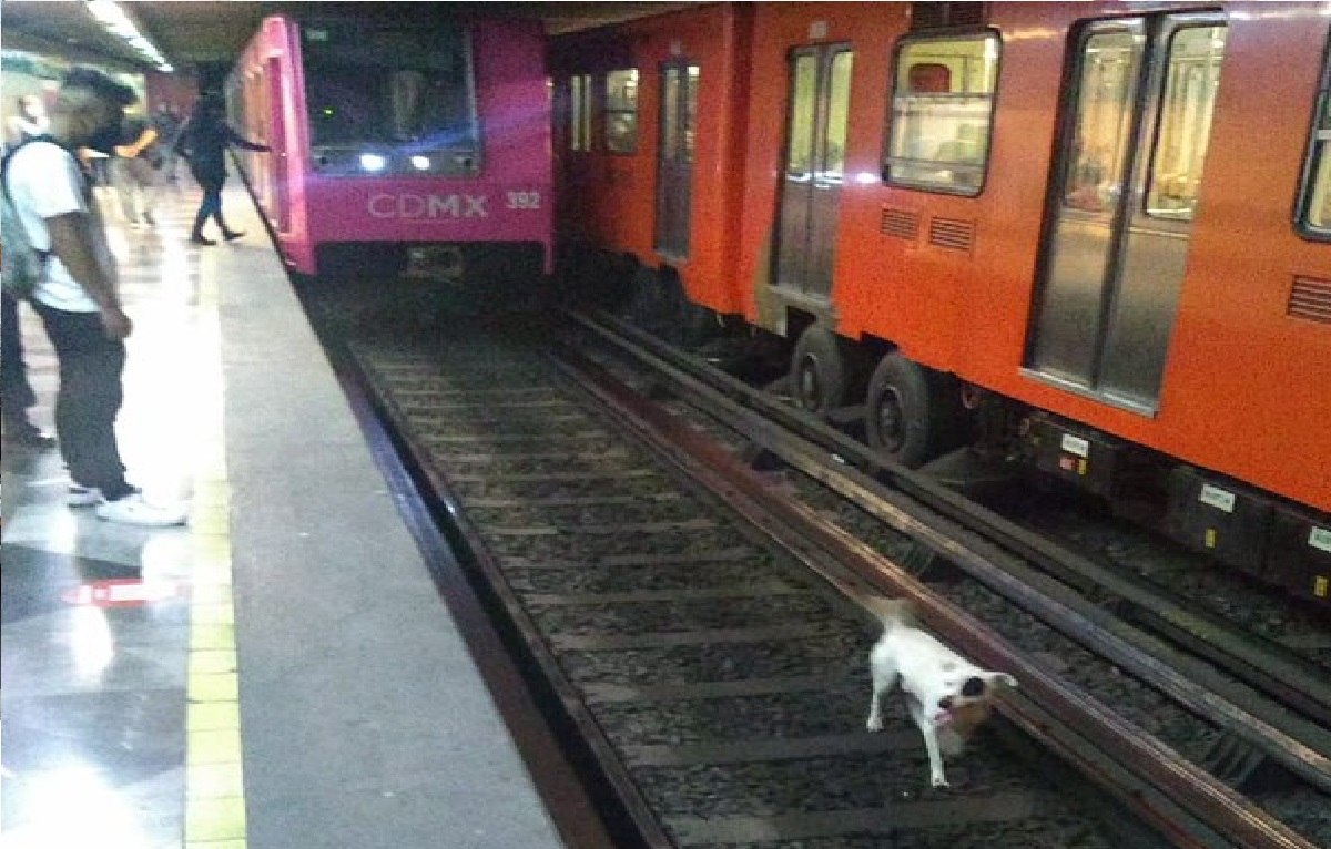 elementos del Metro de CDMX ayudaron a rescatar a un perrito de las vías