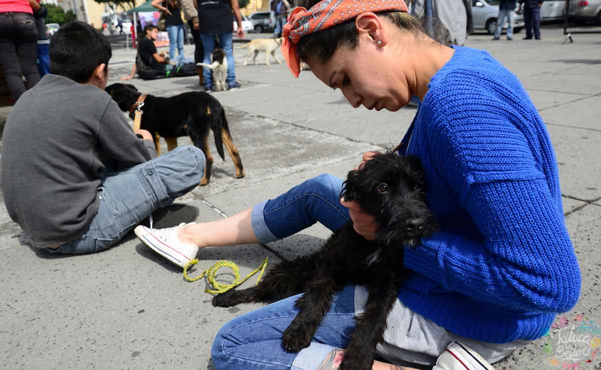 ¡Adopta y no compres! Feria de adopción en Lerma.