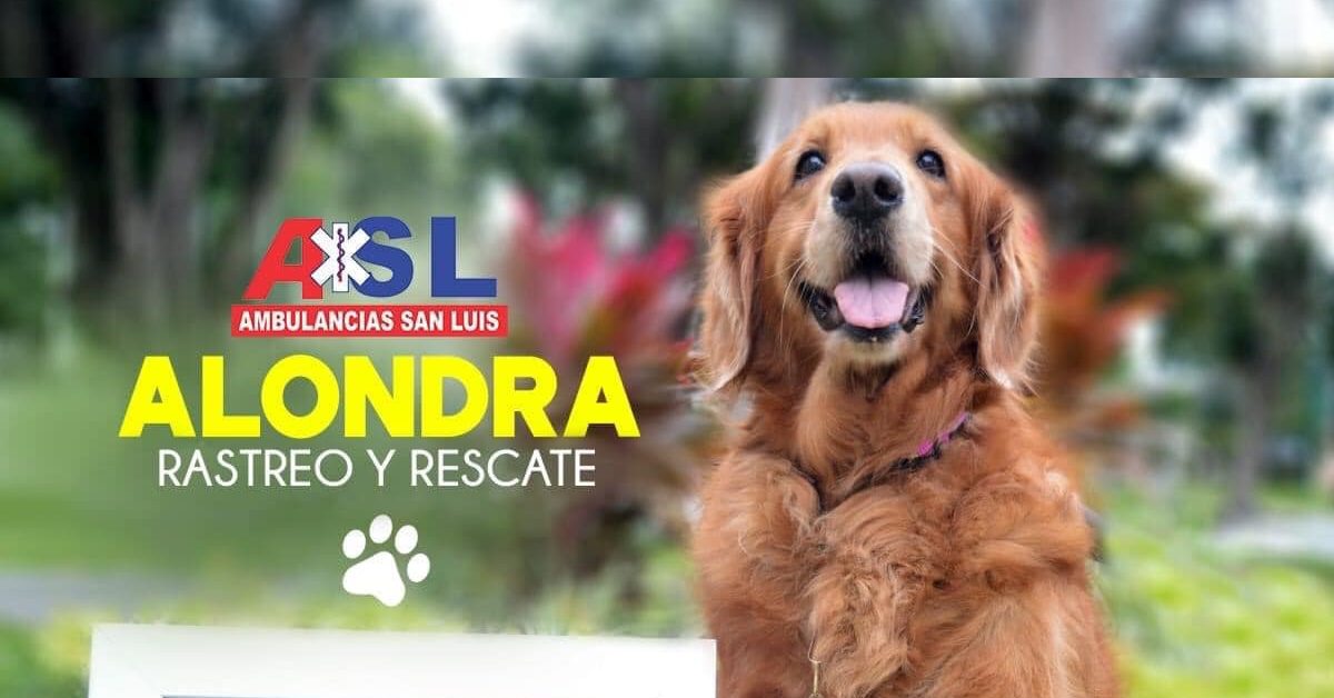 Perdió la vida Alondra, perrita rescatista del sismo del 2017