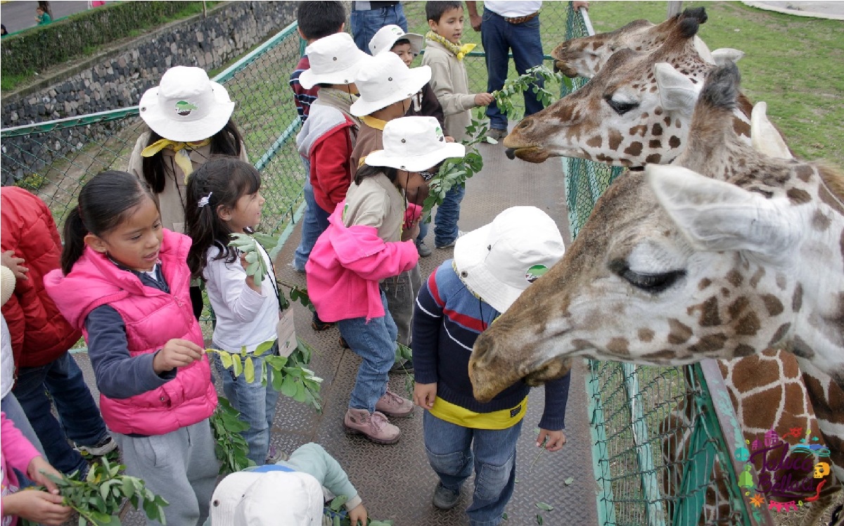 el zoologico de zacango ofertará un curso de verano 2021 para niños y niñas de 6 a 11 años de edad