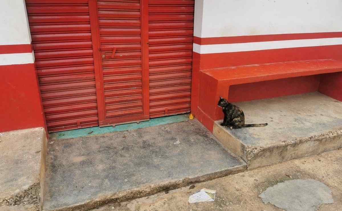 La historia de un gato se hizo viral en rede sociales debido a que espera todos los días a que regrese su dueño