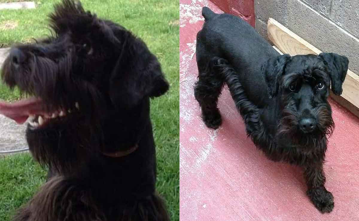 Perrito pierde la vida en veterinaria en Edomex.