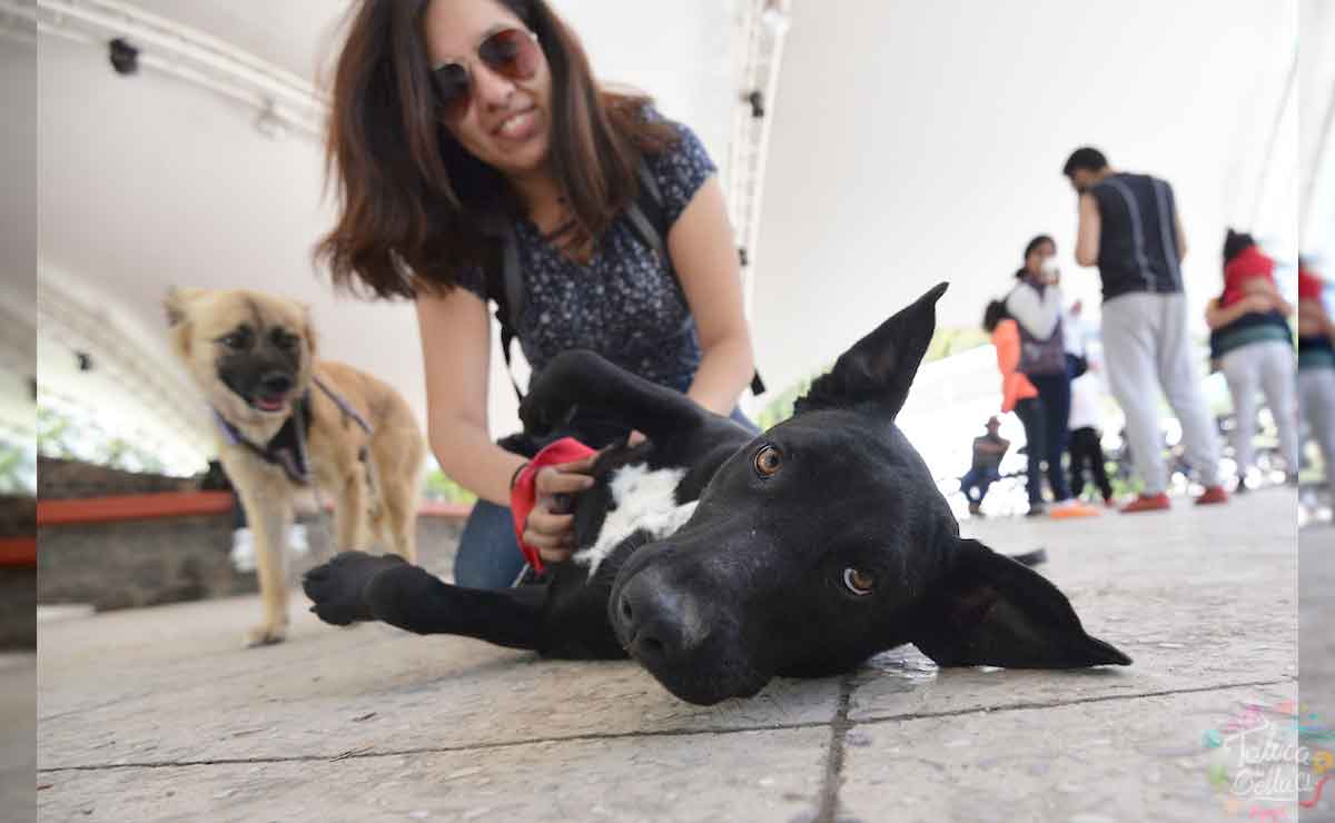 Estos son los mejores lugares para consentir a tu perrito en Toluca.