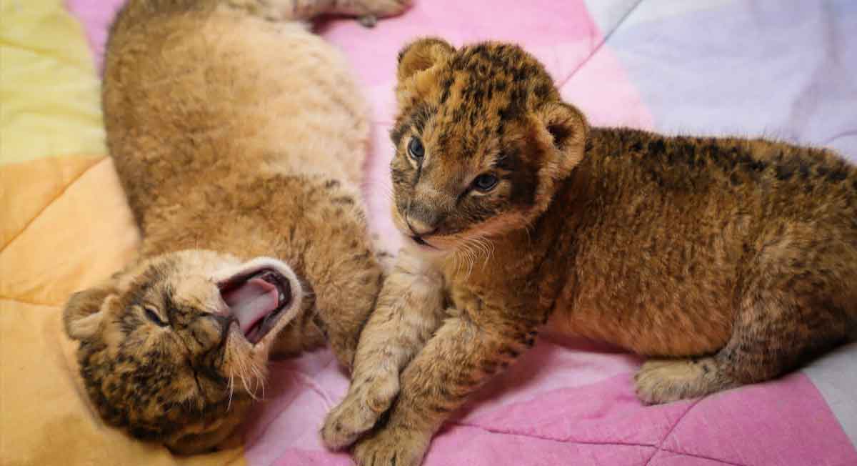 parque ecológico zacango tiene nuevas crias de leones