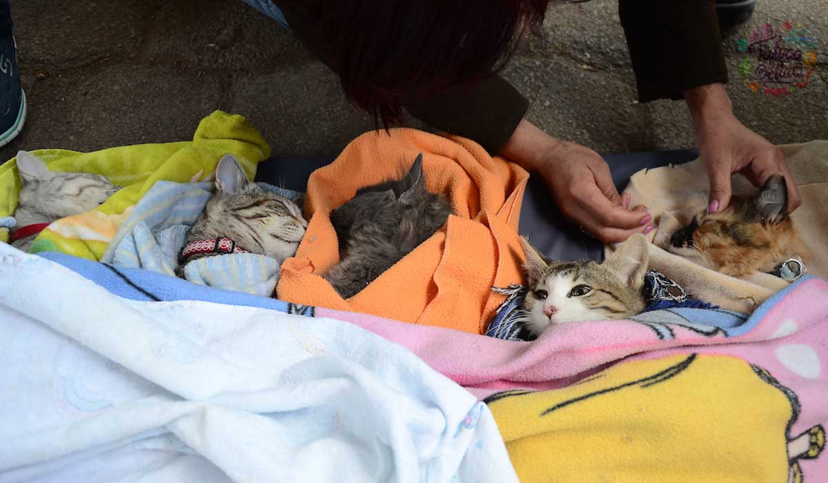 Esterilización 2021 Edomex: ¿Cuándo y en dónde será?