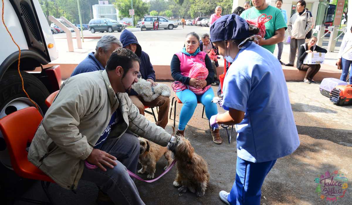 campaña de esterilización gratuita